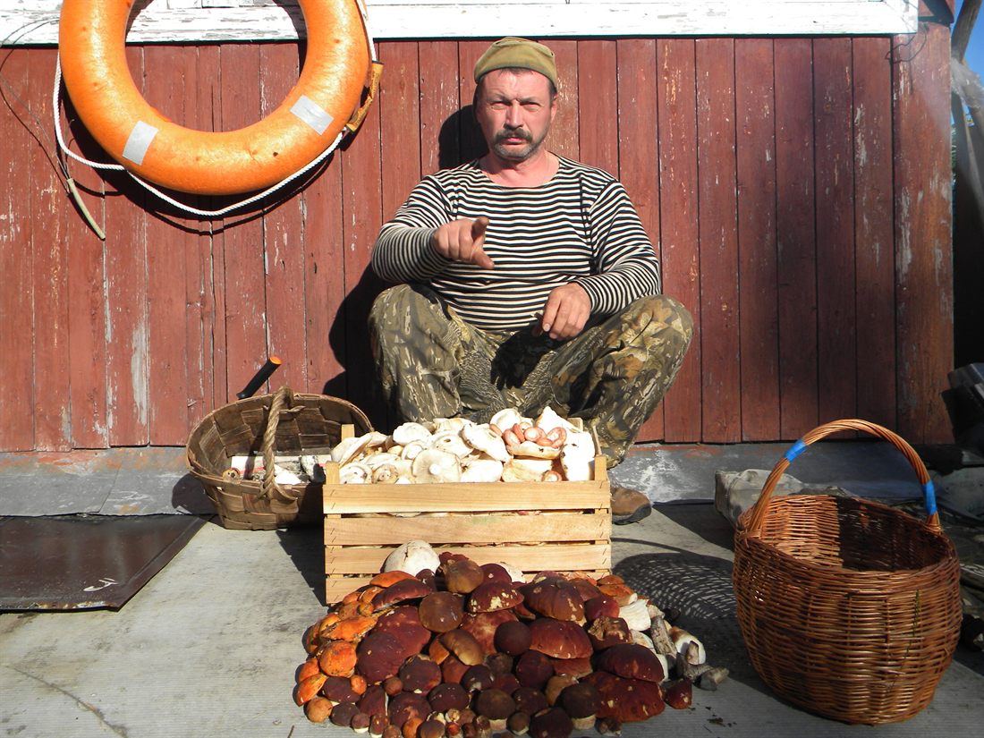 Дары тайги